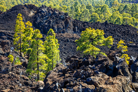 熔岩在西班牙特内里费岛的泰德国国家公园的松林观