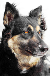 德国牧羊犬狗画像图片