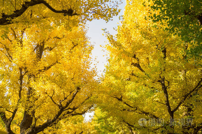 黄色银杏树从下面