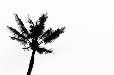 剪影椰子树在白色背景图片