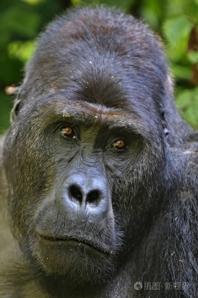 濒危的东部大猩猩罕见的非洲野生动物