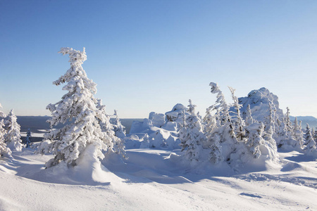 雪覆盖云杉和岩石。冬天的土地山 Zyuratkul