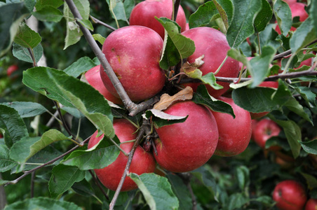 成熟的苹果在 tree21
