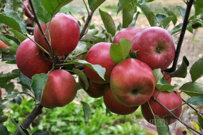 成熟的苹果在tree23