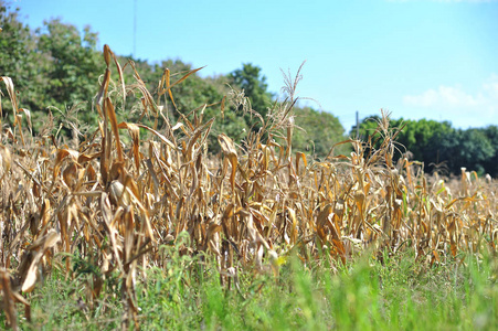 玉米农场在收获后的夏季干燥