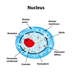 人类细胞的细胞核的结构。信息图表。对孤立背景矢量图