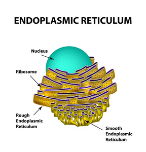 内质网平面图图片
