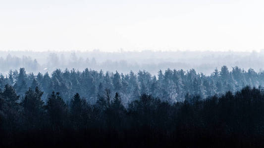广袤的森林在雾中。景观