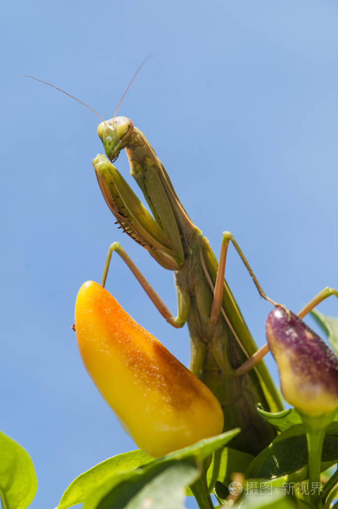 雌螳螂的特写