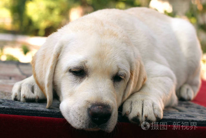一只红色的背景上可爱拉布拉多小狗