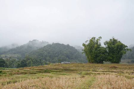 在泰国，清迈湄针湄巴生銮，梯田稻田