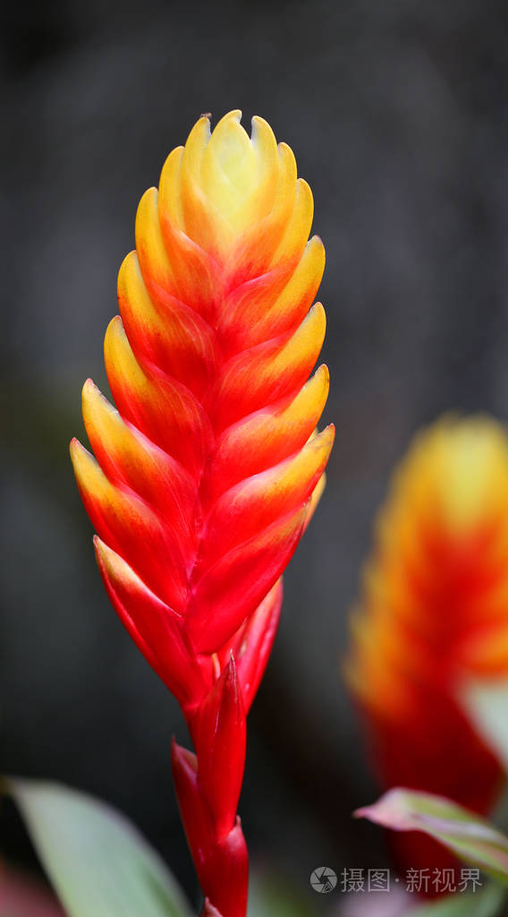 明亮的火红花vrieziya