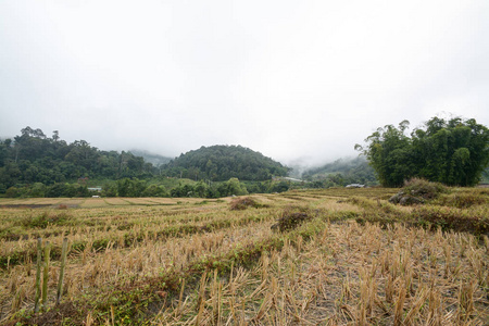 在泰国，清迈湄针湄巴生銮，梯田稻田