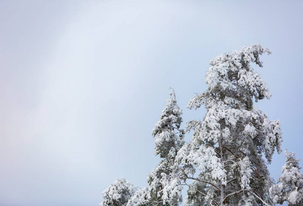 有雪的冬季森林覆盖分支