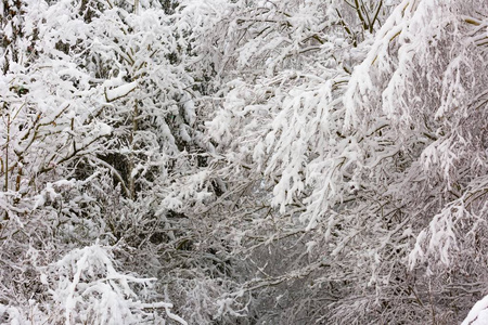 美丽的冬树树枝与大量的雪