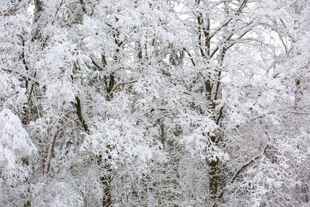 美丽的冬树树枝与大量的雪