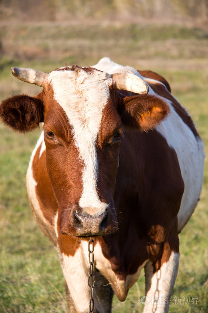 在绿色的草地上放牧的小公牛