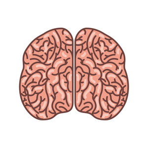 人类的大脑器官孤立的图标
