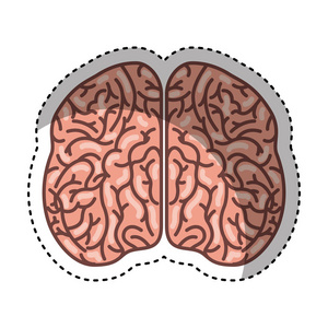 人类的大脑器官孤立的图标
