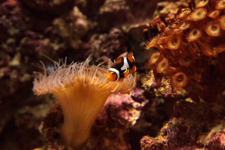 小丑鱼，Amphiprioninae 附近海葵