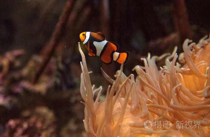 小丑鱼，Amphiprioninae 游泳附近海葵