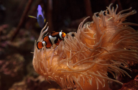 小丑鱼，Amphiprioninae 游泳附近海葵