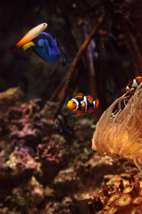 小丑鱼 Amphiprioninae 和皇家蓝塘 Paracanthurus hepatus