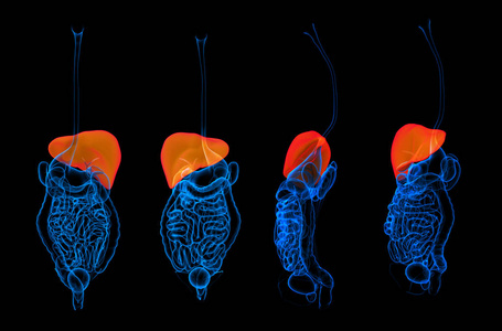 3d 渲染人体消化系统肝红