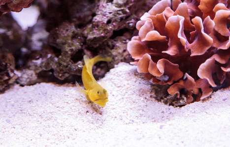 蓝色的斑点 Jawfish Opistognathus rosenblatti