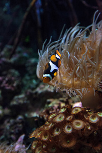 小丑鱼，Amphiprioninae 游泳附近海葵