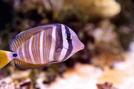 Desjardini Sailfin 唐 Zebrasoma desjardini