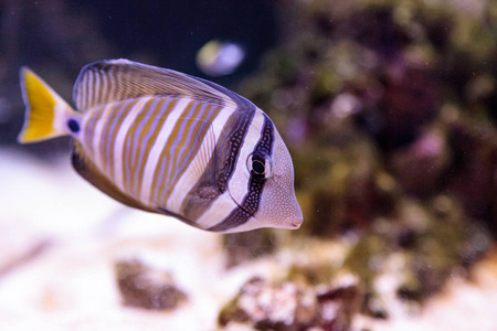 Desjardini Sailfin 唐 Zebrasoma desjardini