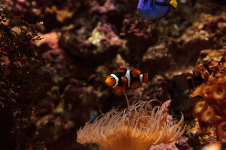 小丑鱼，Amphiprioninae 游泳附近海葵