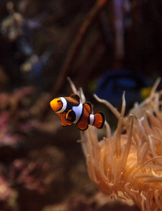 小丑鱼，Amphiprioninae 游泳附近海葵