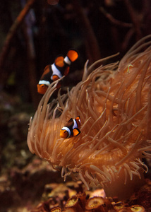 小丑鱼，Amphiprioninae 游泳附近海葵