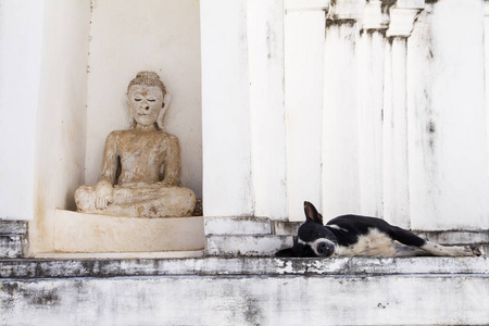 白塔在殿里，泰国的狗