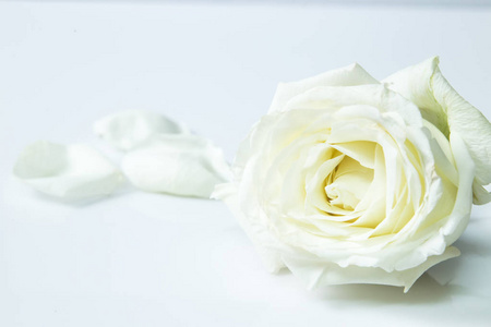 白色背景上白玫瑰鲜花