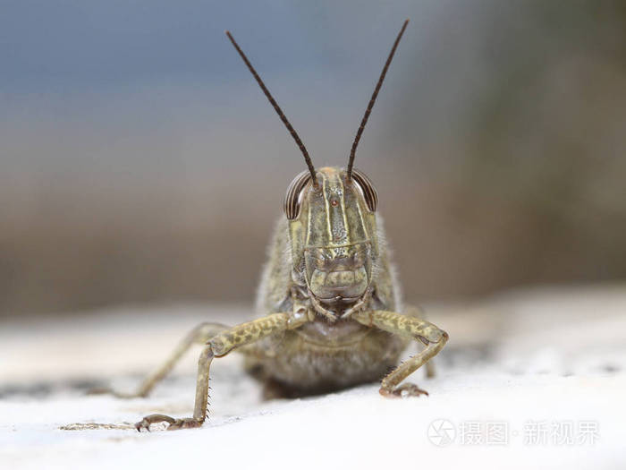 埃及蝗虫蚂蚱anacridiumaegyptium的肖像