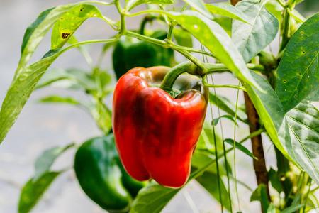 在农场的树上挂着的红灯笼椒照片