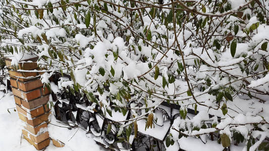 绿叶与雪冬天来了