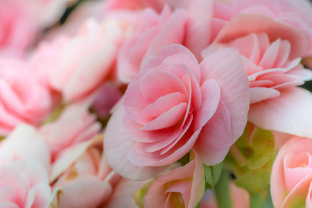 美丽的粉红色海棠