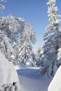 冬天的森林。雪覆盖云杉