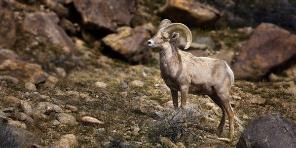 大角羊。在内华达州的沙漠中的单个 Ram