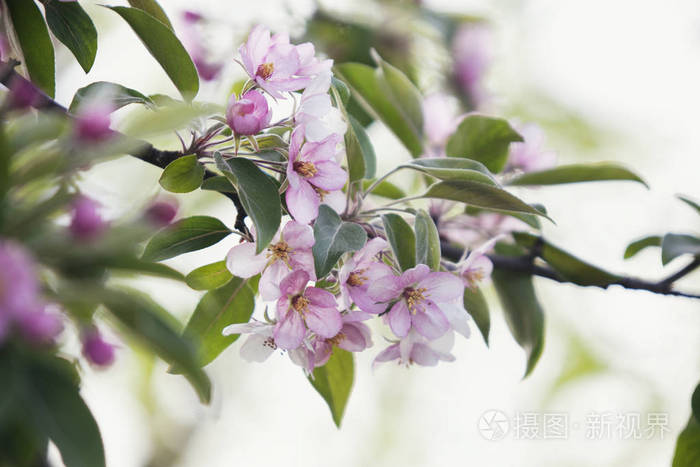 苹果棵开花的树。粉红色的花朵