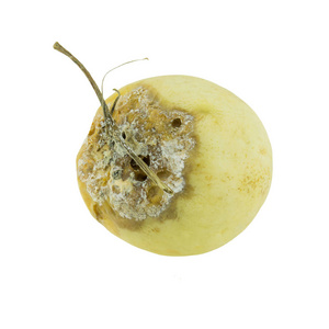 日本甜瓜,蜜瓜或哈密瓜隔离在白背上哈密瓜,白地上长着绿色的果肉.