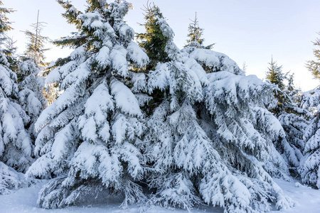 积雪覆盖的杉木树