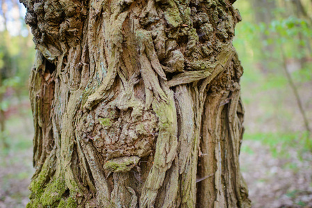 老木树树皮纹理与绿色的青苔