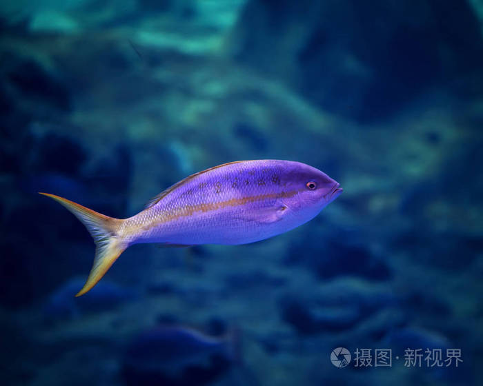蓝色的水背景明亮的紫色小水族馆鱼