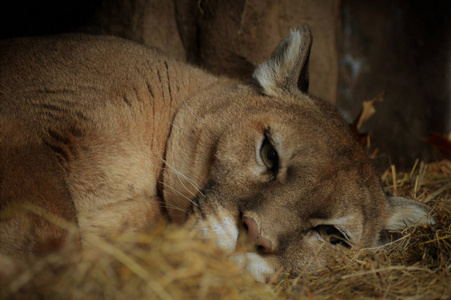 沉睡的美洲狮图片