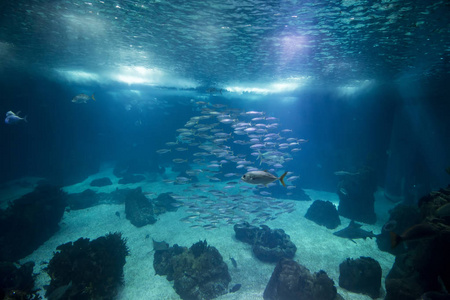 一个巨大的水族馆